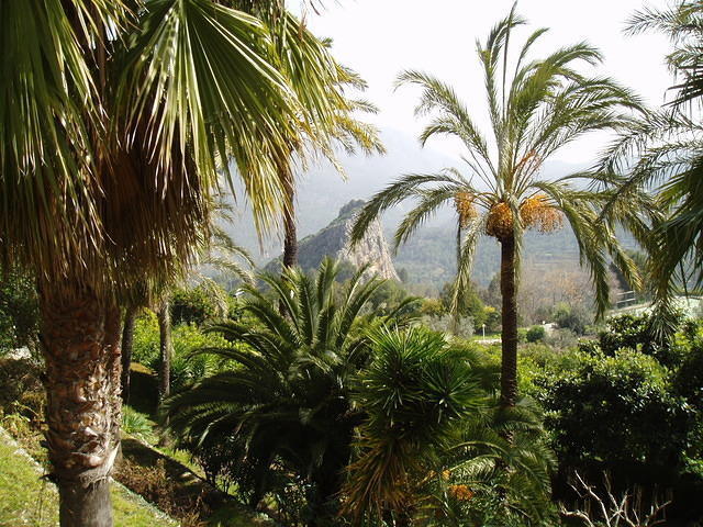 Guadalest, met heel wat palmen.