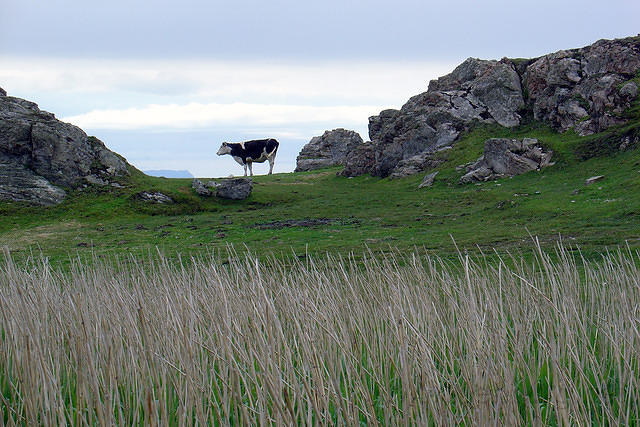 Ierland2005 711 - Malin Head, zomaar een koe