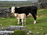Ierland2005 088 - Inishmore, moeder met dochter