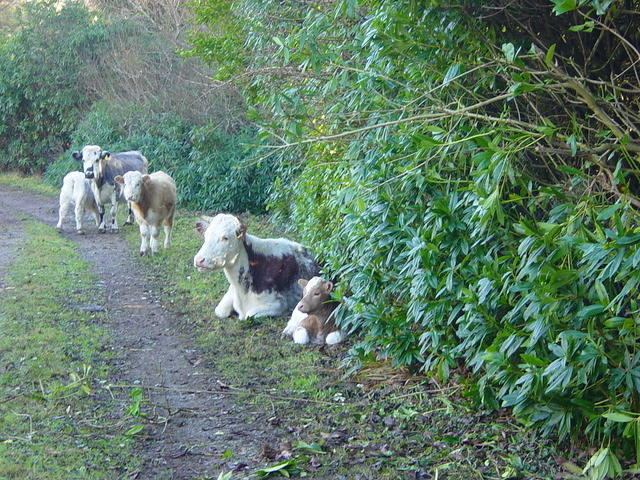 Ierland tot 5-2 - 014.jpg