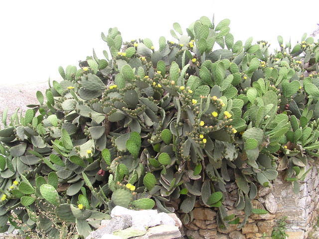 P6020245.JPG
