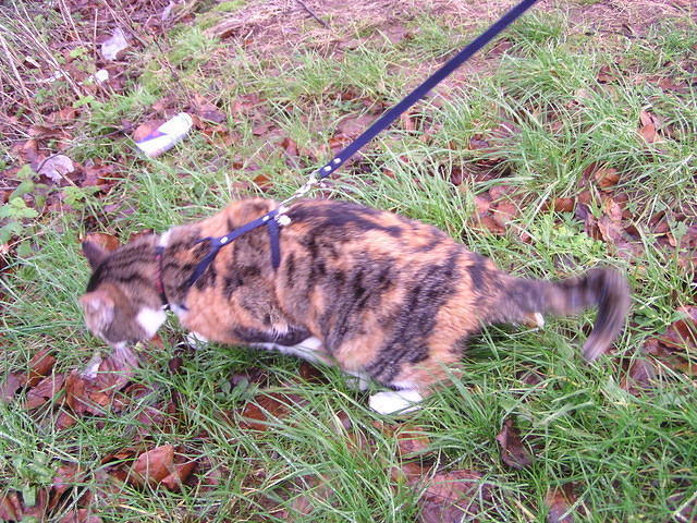 Ook Tootsie mag haar beentjes strekken