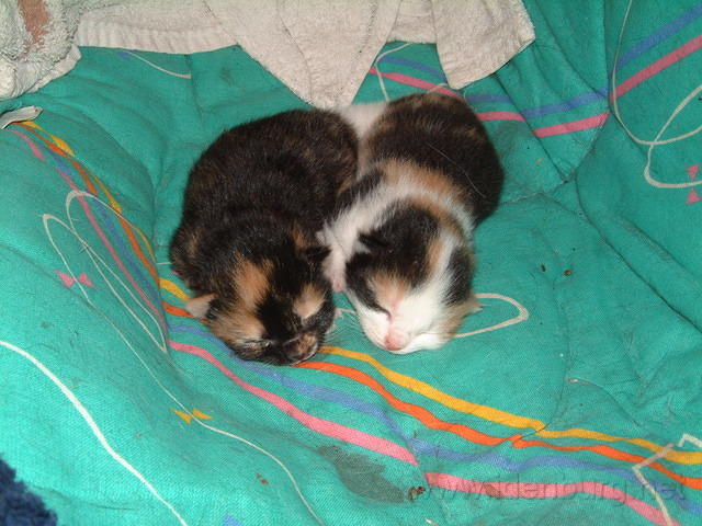 5 dagen oud