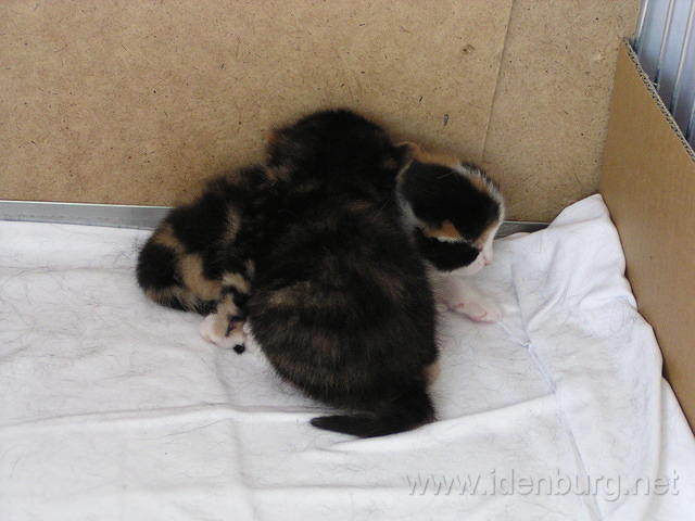 2 weken oud