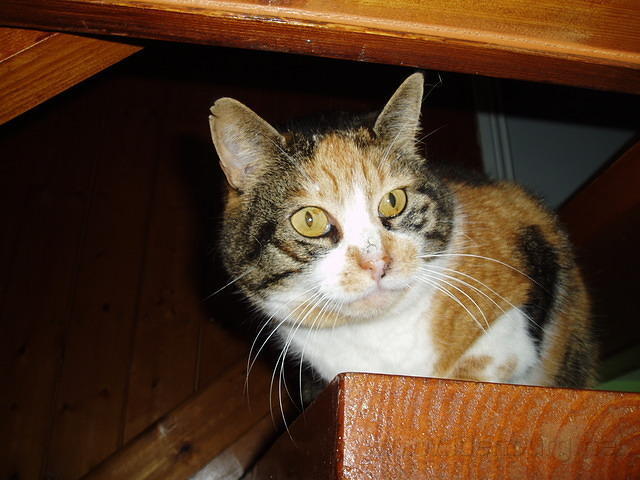 Tootsie bekijkt het vanuit de hoogte.