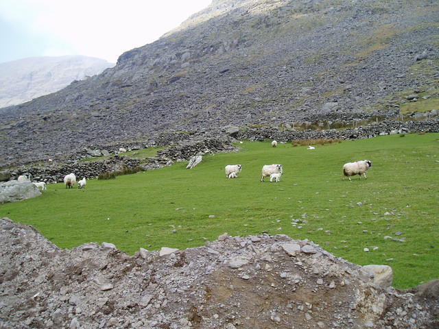 Schapen met hun lammeren.