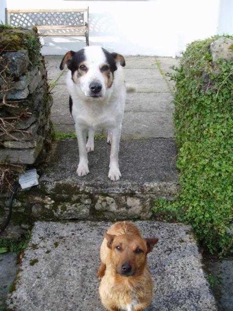 Tiny (onder) en Toby op bezoek