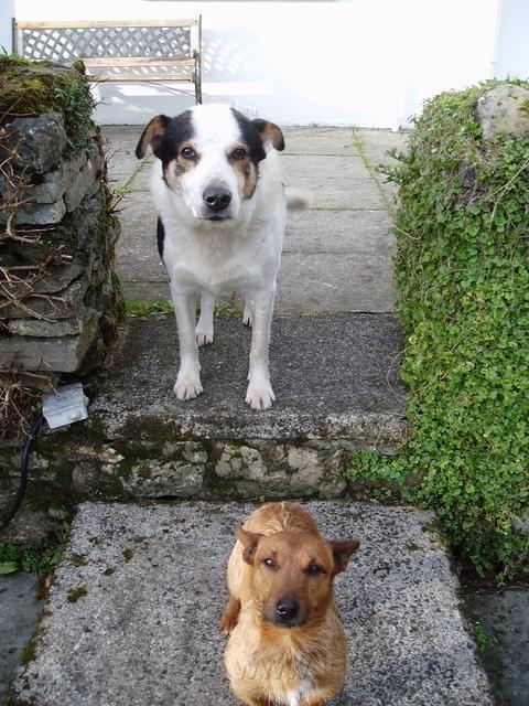 Toby (boven) en Tiny op bezoek.