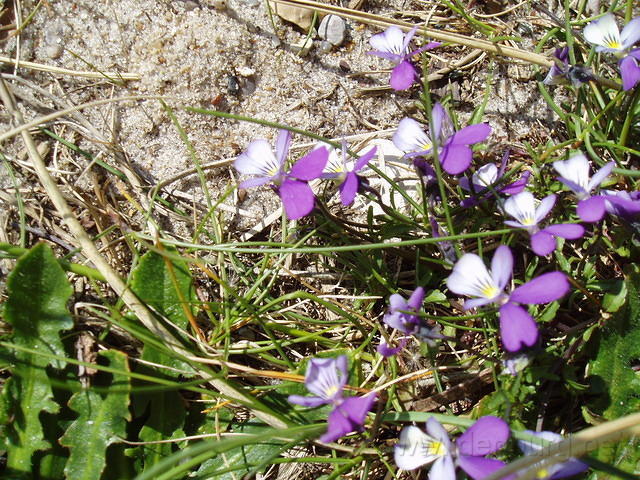 Bloemetjes bij het huis