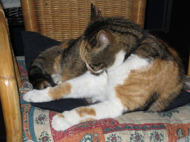 Tootsie neemt er haar gemak van