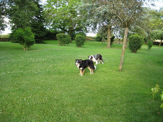Jack en James in afwachting van de bal?
