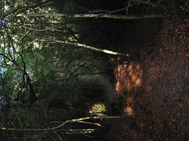 IMG 0856
