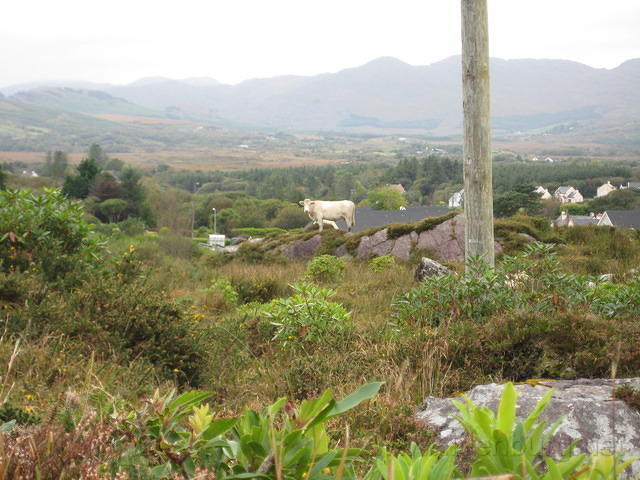 IMG 0860