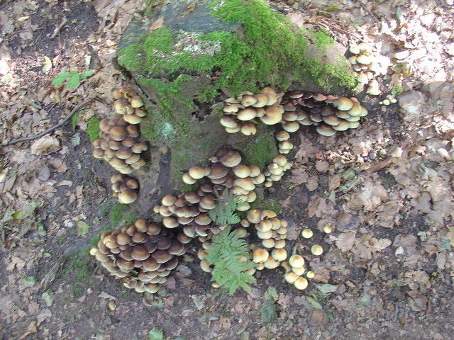 DSC04315