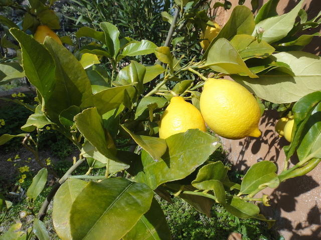 DSC03118