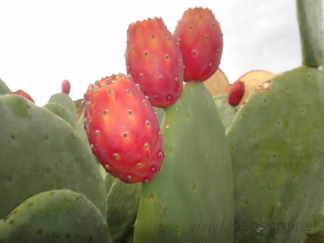DSC03121