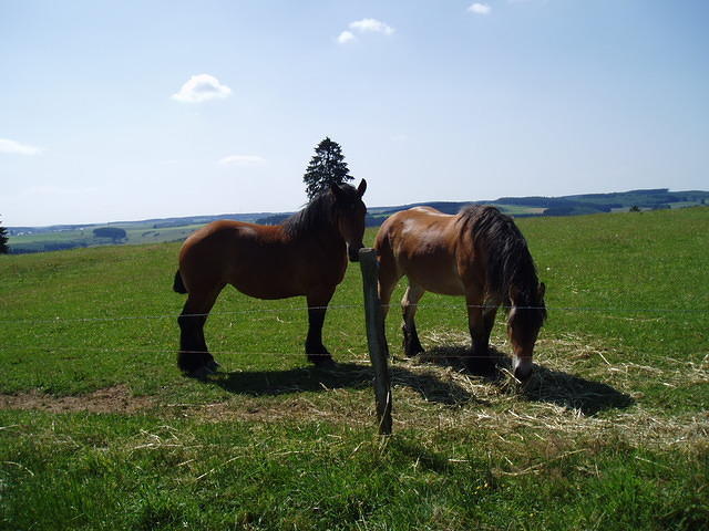 Frankrijk_2006 124.JPG