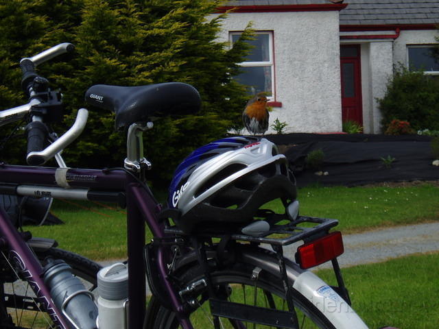 Ierland2005 077 - Clifden, roodborstje op bezoek bij de tent