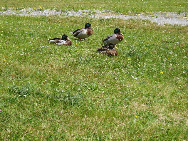 Ierland2005 134 - Inishcarra Resevoir eendjes 1