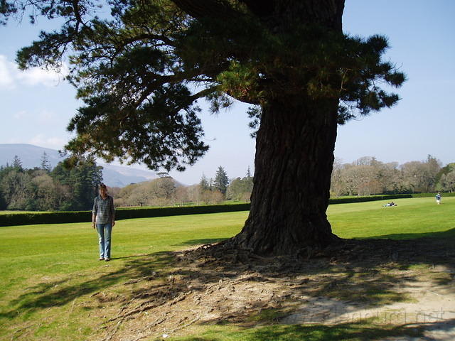 Muckross 3