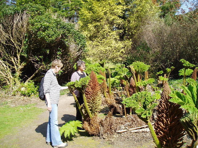 Muckross 6