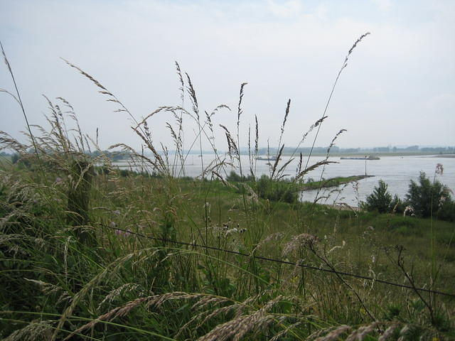 De Rijn vanaf de eerste dijk
