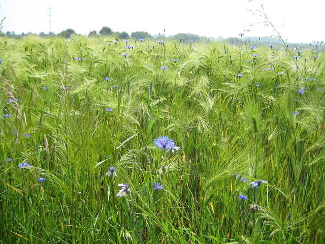 Korenbloemen tussen het graan