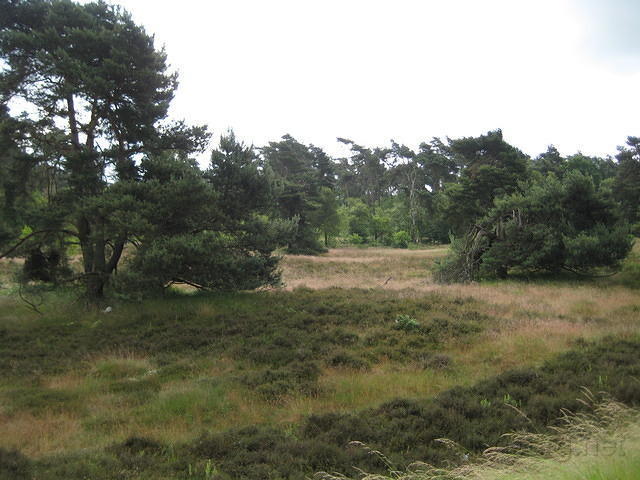 Haltern am See, bos en heide