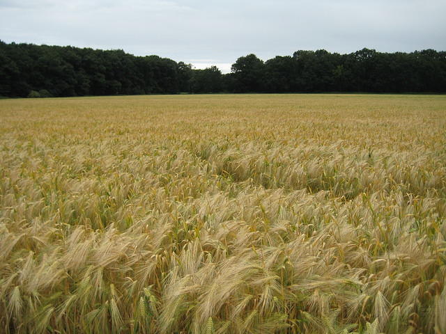Goudgele schoonheid langs de weg
