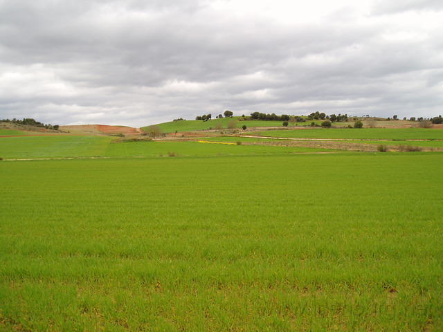 Spanje2004 009 - Op weg naar El Burgo, groen gras, rode aarde.