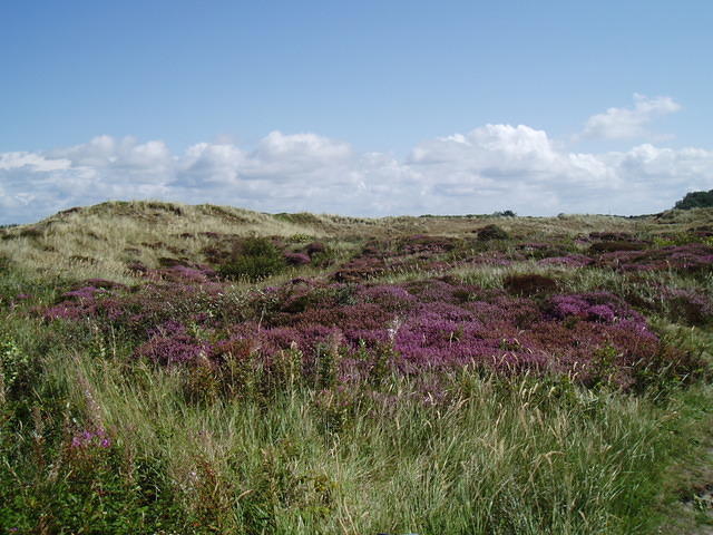 Veel heide op Texel...