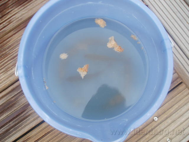 P9150036.JPG