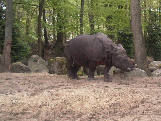 DpAmersfoort035.jpg