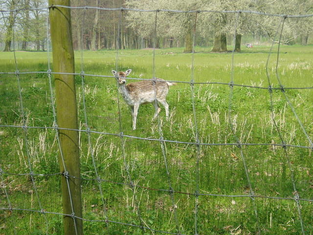 Weer een Hert