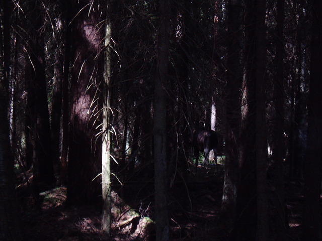 Hedesunda - P7160126.JPG