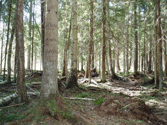 Hedesunda - P7160127.JPG