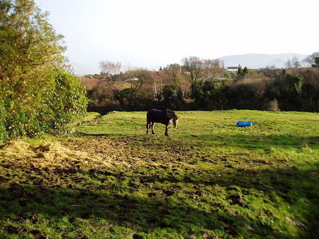 Ierland 20070224_183406 046.jpg