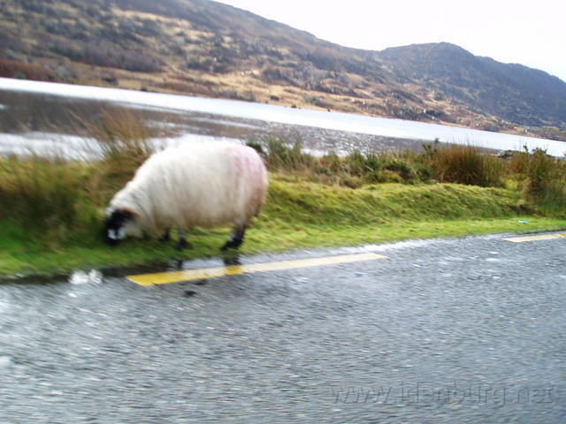 Ierland 20070225_124850 104.jpg
