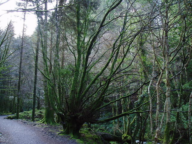 Ierland 20070301_124040 125.jpg