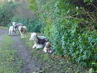 Ierland tot 5-2 - 014.jpg