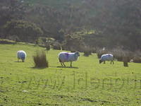 Ierland tot 5-2 - 034.jpg