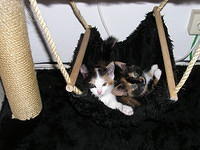 2006 Juni/../November - Lana en Chloe