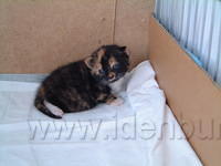 2 weken oud