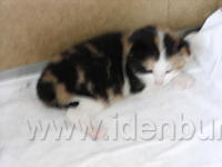 2 weken oud