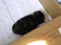 2 weken oud