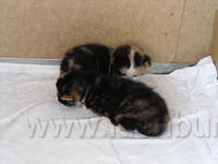 2 weken oud