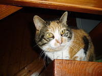 Tootsie bekijkt het vanuit de hoogte.