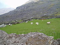 Schapen met hun lammeren.