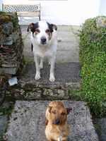 Tiny (onder) en Toby op bezoek