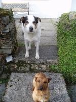 Toby (boven) en Tiny op bezoek.